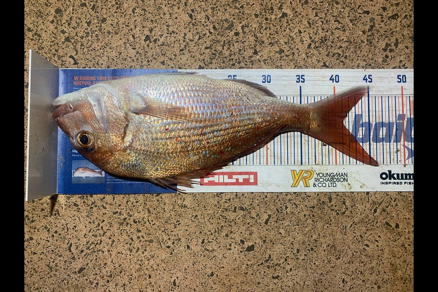 Shawn Beer caught this 41cm Snapper at Pauanui  during The Export NZ Fishing Competition