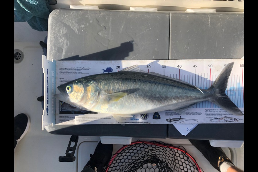 Miah Dixon caught this 54cm Kahawai at Tiritiri Matangi Island during The Export NZ Fishing Competition
