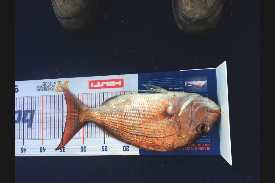 Carey Gordon caught this 34cm Snapper at Tauranga  during The Export NZ Fishing Competition
