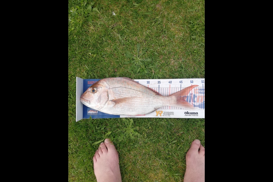 Raymond Edwards caught this 47cm Snapper at Coromandel  during The Export NZ Fishing Competition