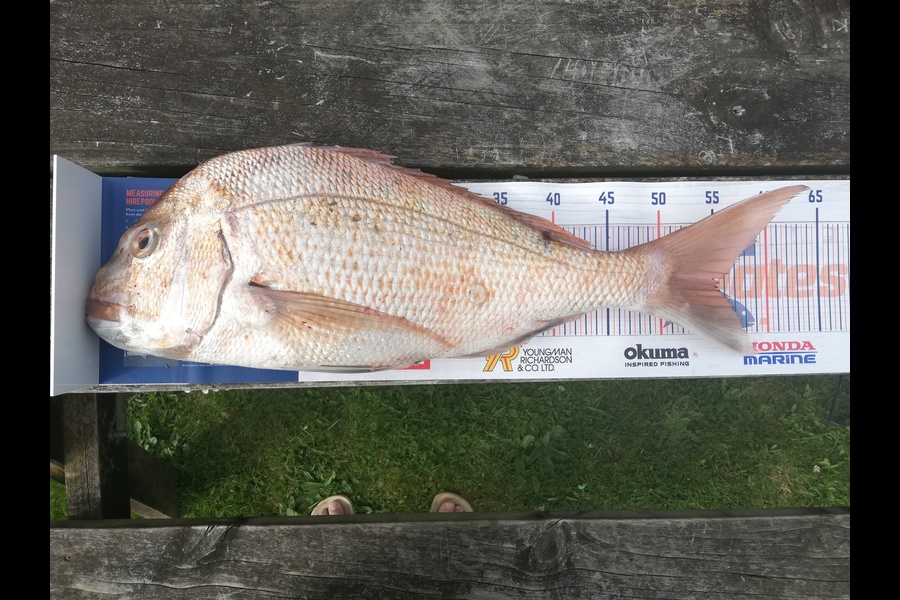 Dekorey Edwards caught this 55cm Snapper at Coromandel  during The Export NZ Fishing Competition