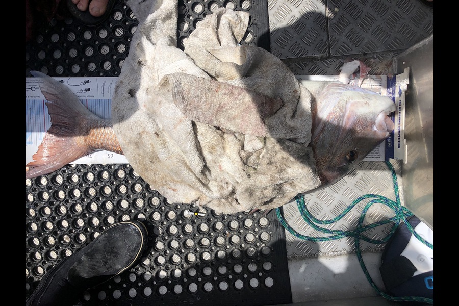 Brent Wall caught this 78.5cm Snapper at Cape Karikari  during The Export NZ Fishing Competition