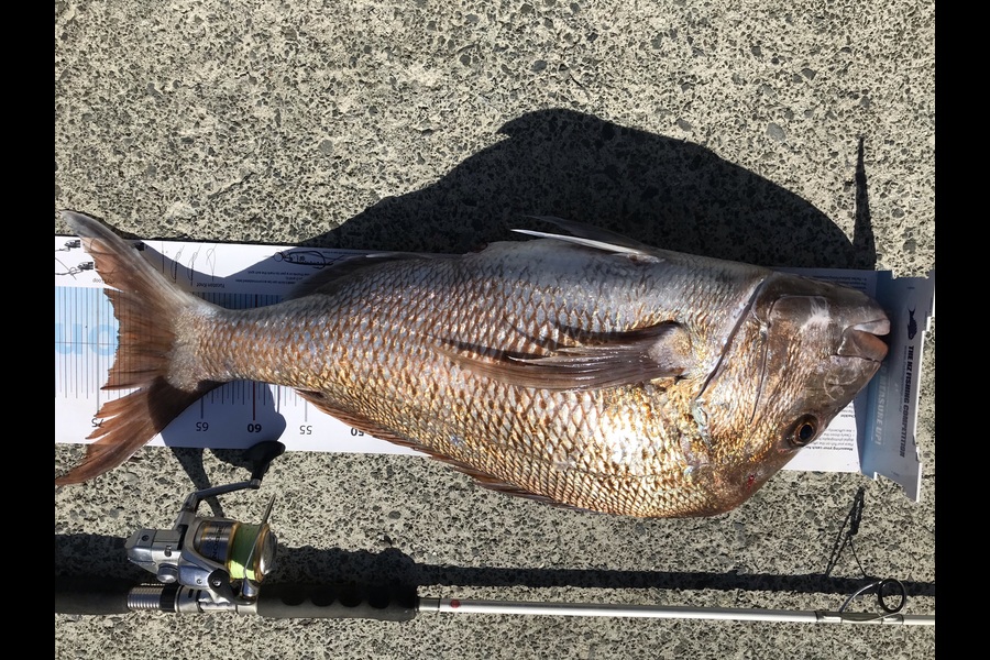 Debbie Macfarlane caught this 73cm Snapper at Far north during The Export NZ Fishing Competition