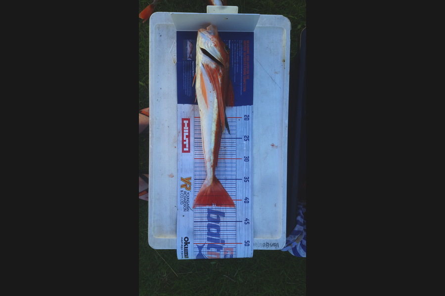 adam Van gelder caught this 41cm Gurnard at Marlborough during The Export NZ Fishing Competition