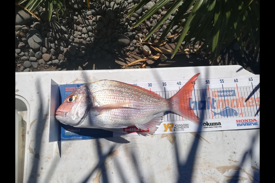Matt Cornelder caught this 43.0cm Snapper at Tauranga  during The Export NZ Fishing Competition