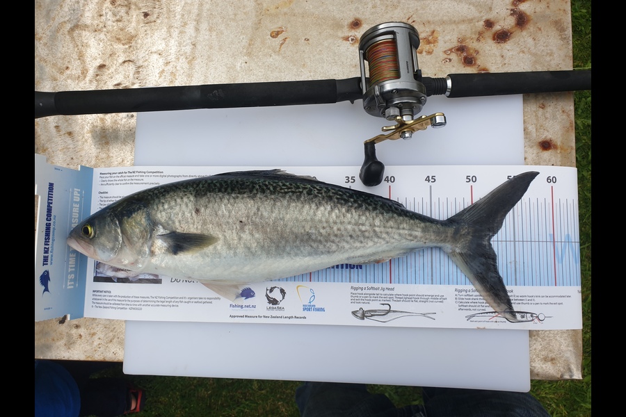 Robert Falconer caught this 52.0cm Kahawai at New PLymouth during The Export NZ Fishing Competition
