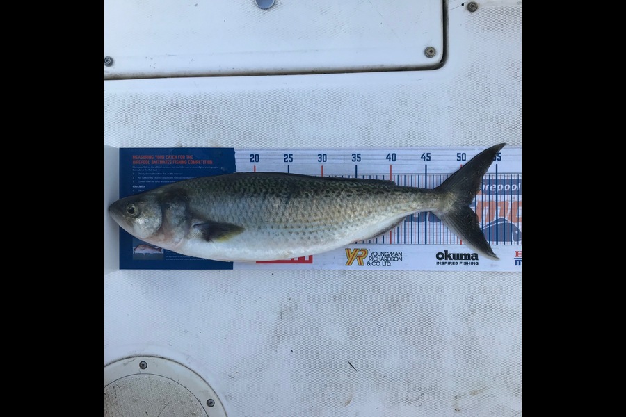Steve Varley caught this 51cm Kahawai at Bay of Islands during The Export NZ Fishing Competition