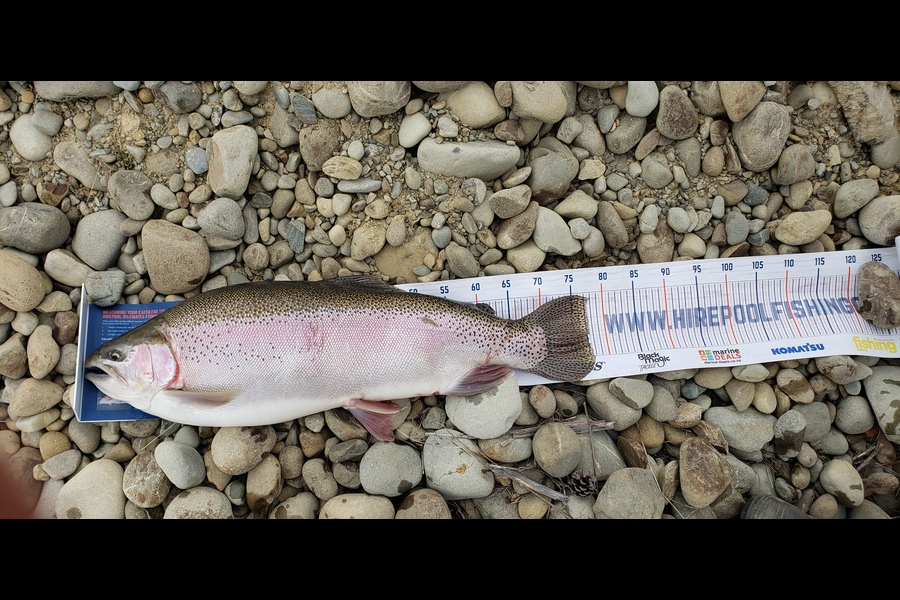 Ryan Green caught this 77.5cm Trout at Twizel  during The Export NZ Fishing Competition
