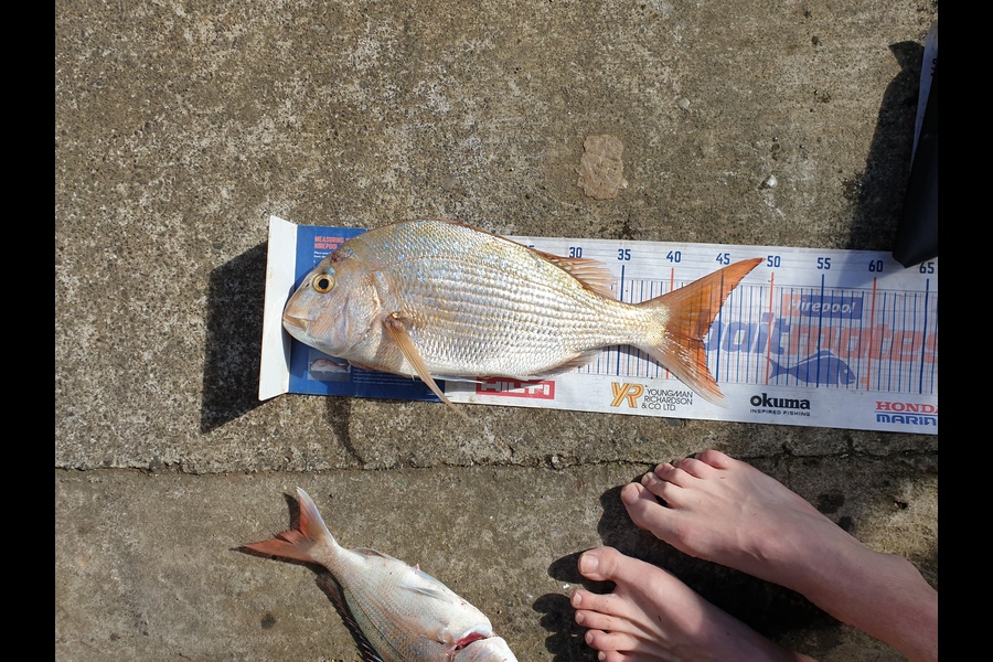 Tayler Flavell caught this 43.5cm Snapper at manukau during The Export NZ Fishing Competition