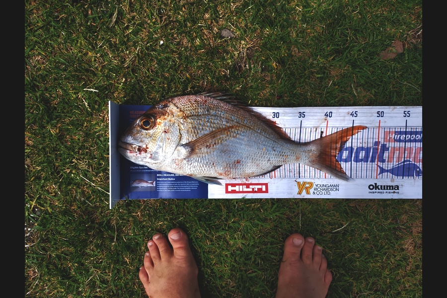 Andrew Cornelder caught this 42cm Snapper at Coromandal during The Export NZ Fishing Competition