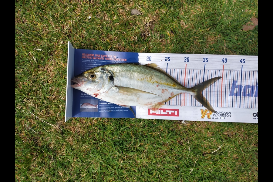 Andrew Cornelder caught this 34.5cm Trevally at Coromandal during The Export NZ Fishing Competition