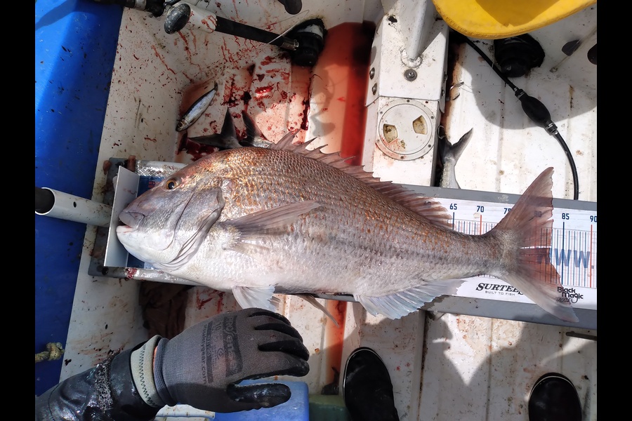 Geoff Preston caught this 82.5cm Snapper at Mokau during The Export NZ Fishing Competition
