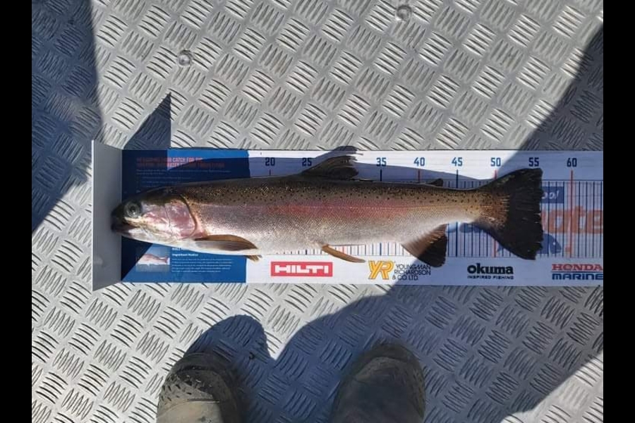 Melanie Pzpuni caught this 56.0cm Trout at Okataina during The Export NZ Fishing Competition