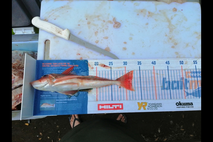 Shayne Mckenzie caught this 32.0cm Gurnard at Waitotara  during The Export NZ Fishing Competition