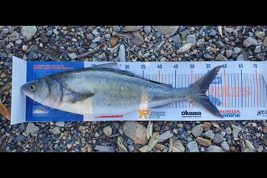 Jared Check caught this 54cm Kahawai at Coromandel during The Export NZ Fishing Competition