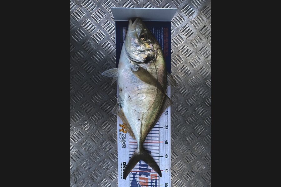 Eric Vasquez caught this 45.5cm Trevally at Kaipara  during The Export NZ Fishing Competition