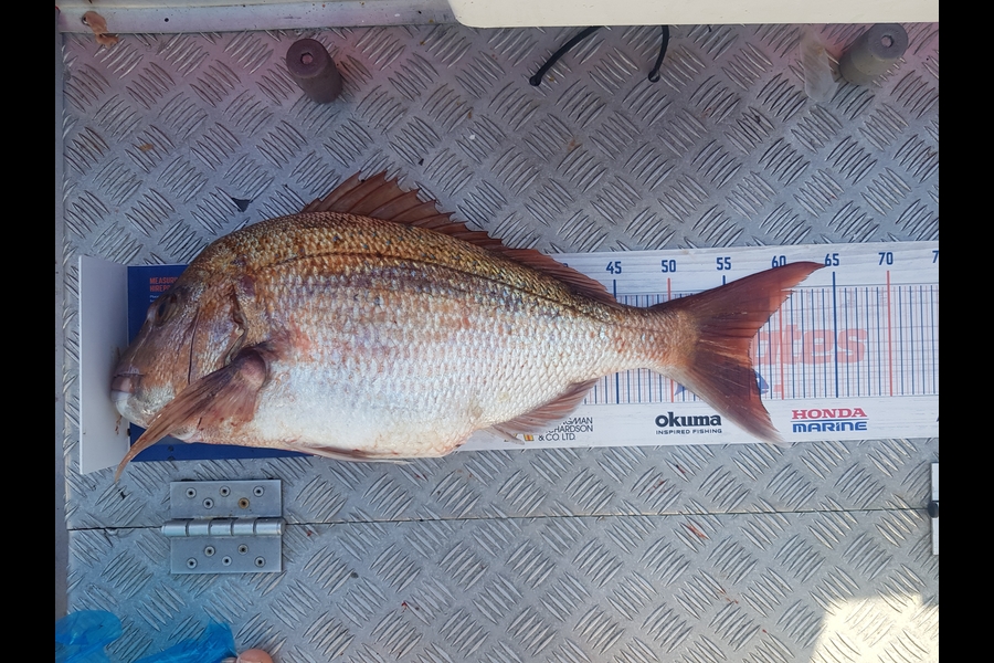 karl boielle caught this 57.0cm Snapper at Mayor during The Export NZ Fishing Competition