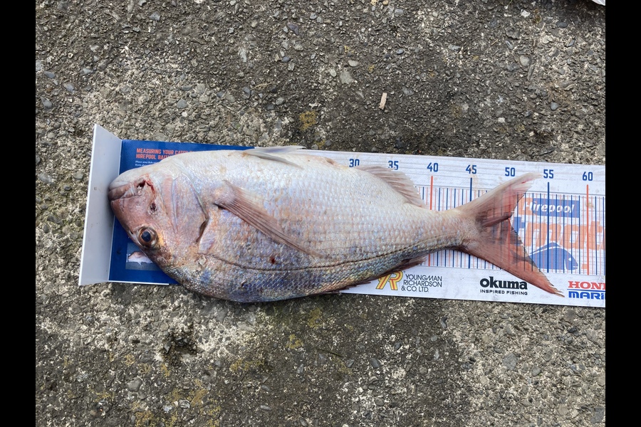 Mike Adgo caught this 49.5cm Snapper at Mana during The Export NZ Fishing Competition