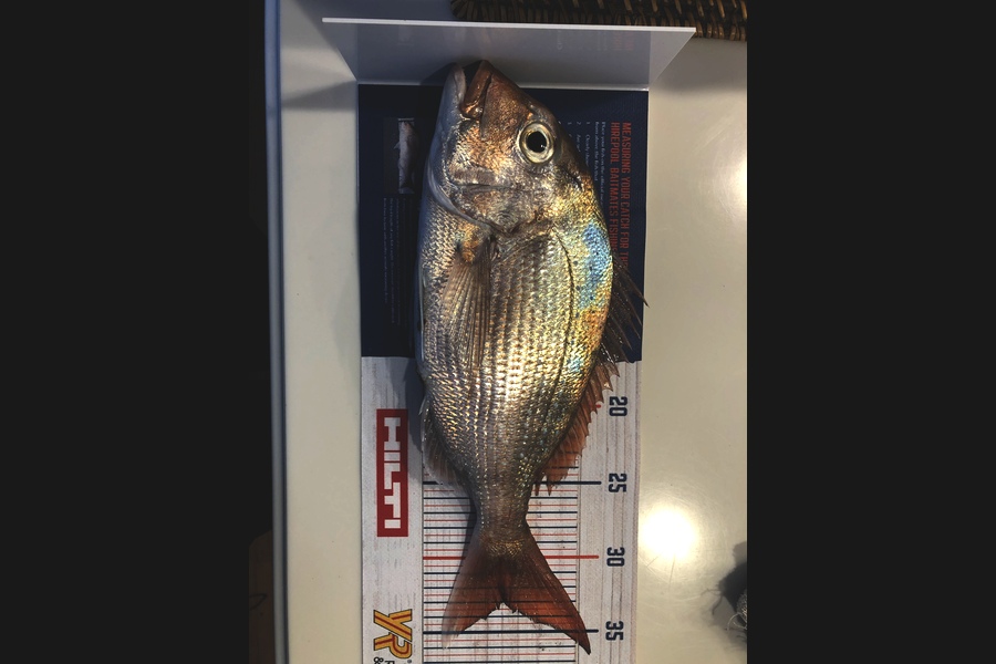 Brian Whitaker caught this 33cm Snapper at Breambay during The Export NZ Fishing Competition