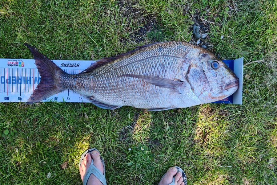 Daniel Fobbester caught this 87cm Snapper at Northland during The Export NZ Fishing Competition