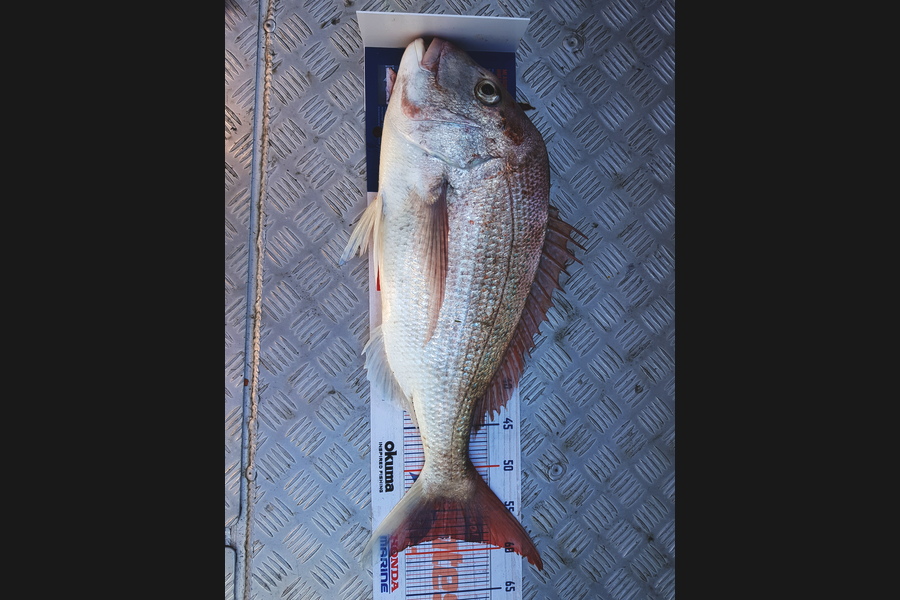Andrew Macdonald caught this 58cm Snapper at Manukau during The Export NZ Fishing Competition