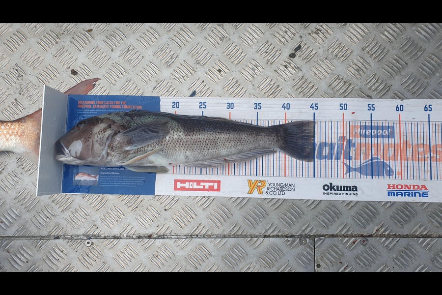 Gavin White caught this 45cm Blue Cod at Mana during The Export NZ Fishing Competition