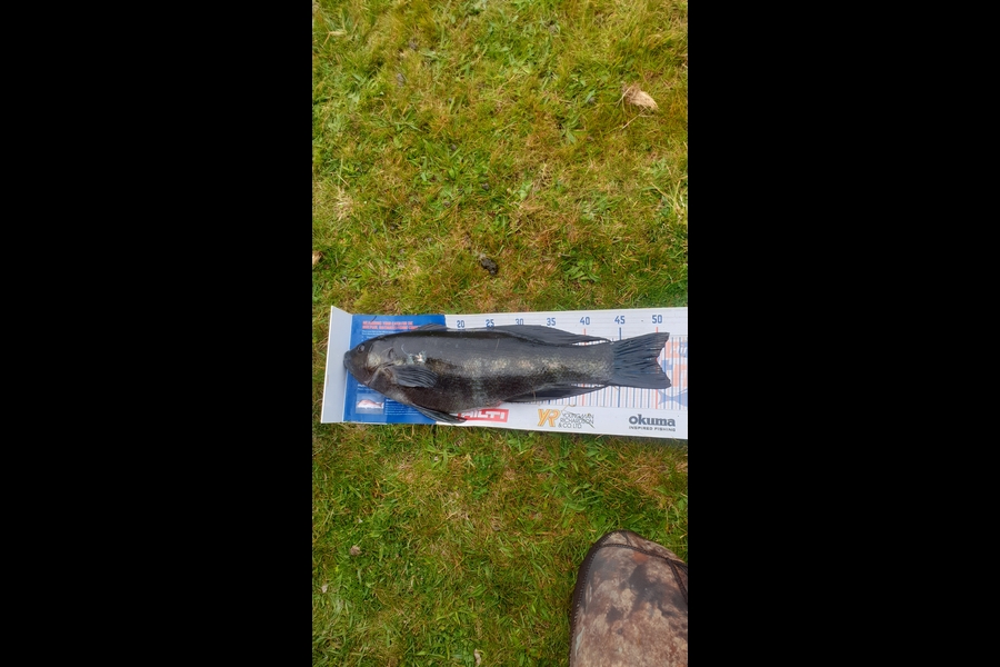 Gavin White caught this 50.0cm Butterfish at Wellington during The Export NZ Fishing Competition