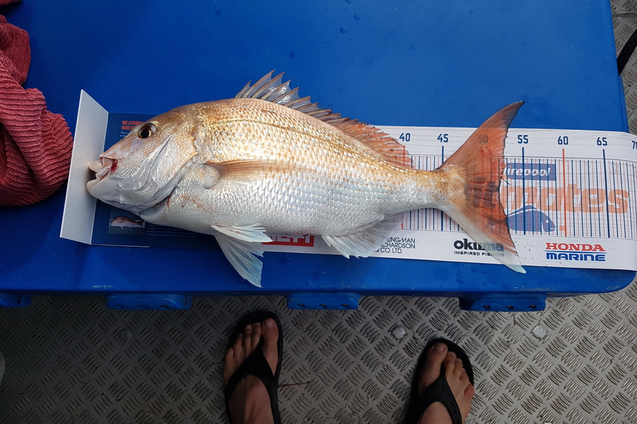 Paul  Towersey  caught this 52cm Snapper at Muriwai during The Export NZ Fishing Competition