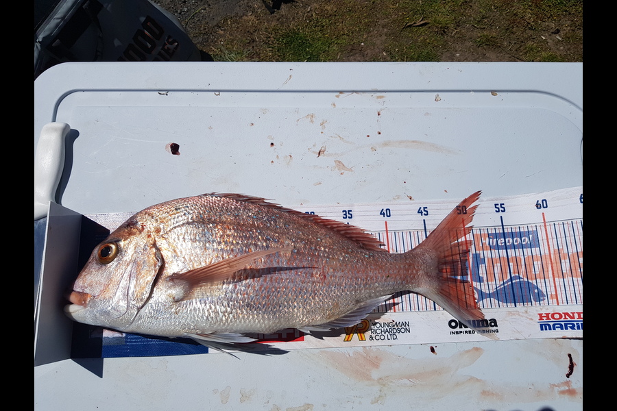 Leroy Grant caught this 49.5cm Snapper at Russell during The Export NZ Fishing Competition