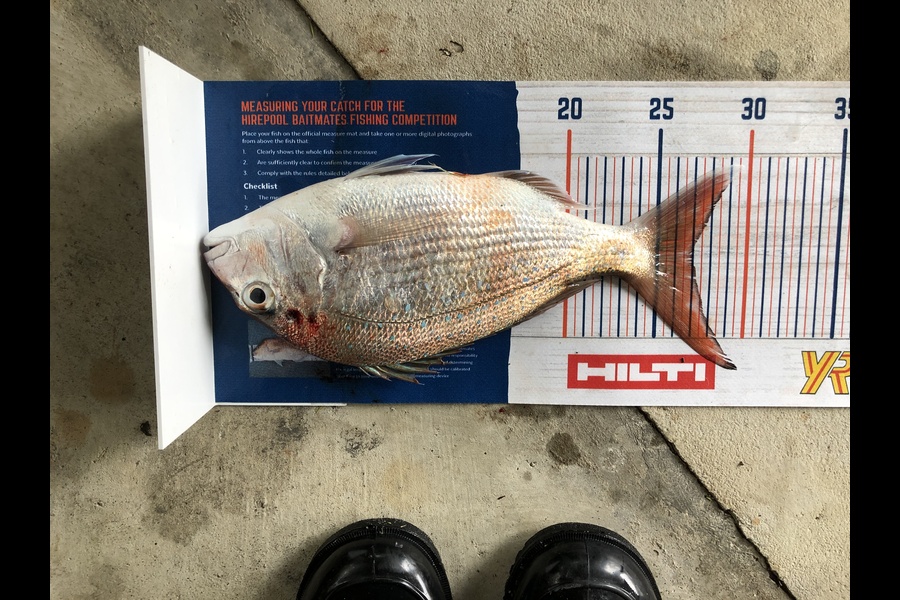 Bronwyn Langham caught this 27cm Snapper at Okiwi Bay during The Export NZ Fishing Competition