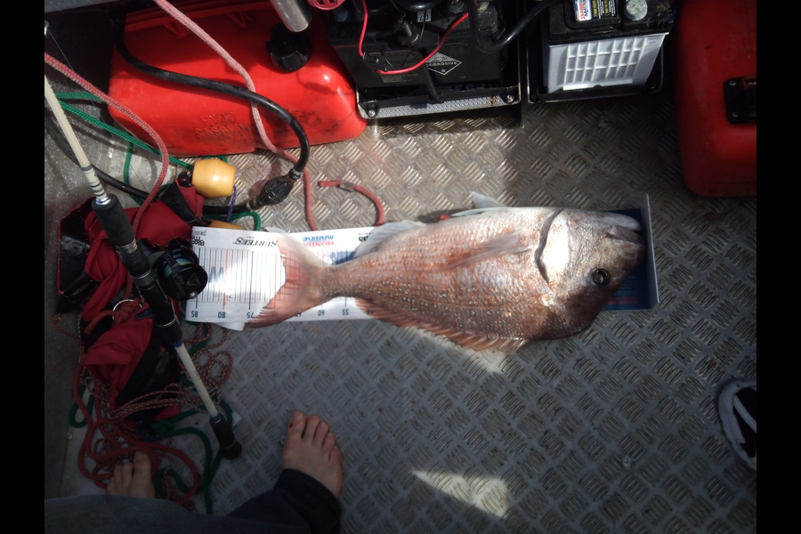 LEWIS MILLAR caught this 68cm Snapper at Whangaparaoa during The Export NZ Fishing Competition