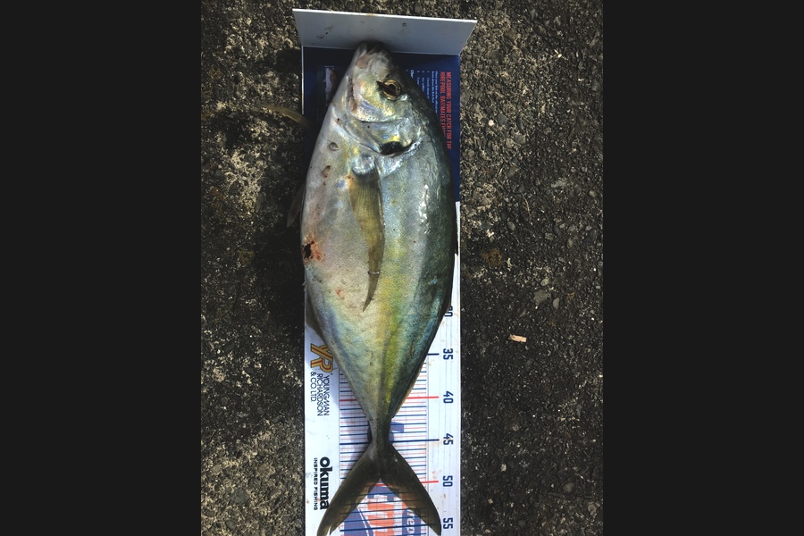 Peyton Mcdonald caught this 49cm Trevally at Wellington  during The Export NZ Fishing Competition