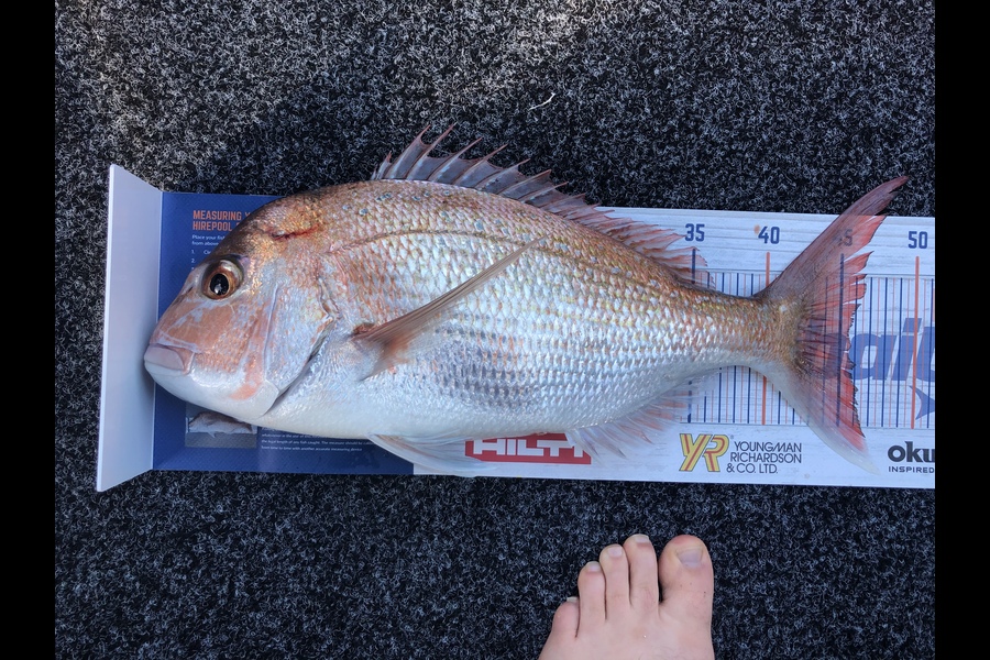 arryn hill caught this 45.5cm Snapper at Tauranga during The Export NZ Fishing Competition
