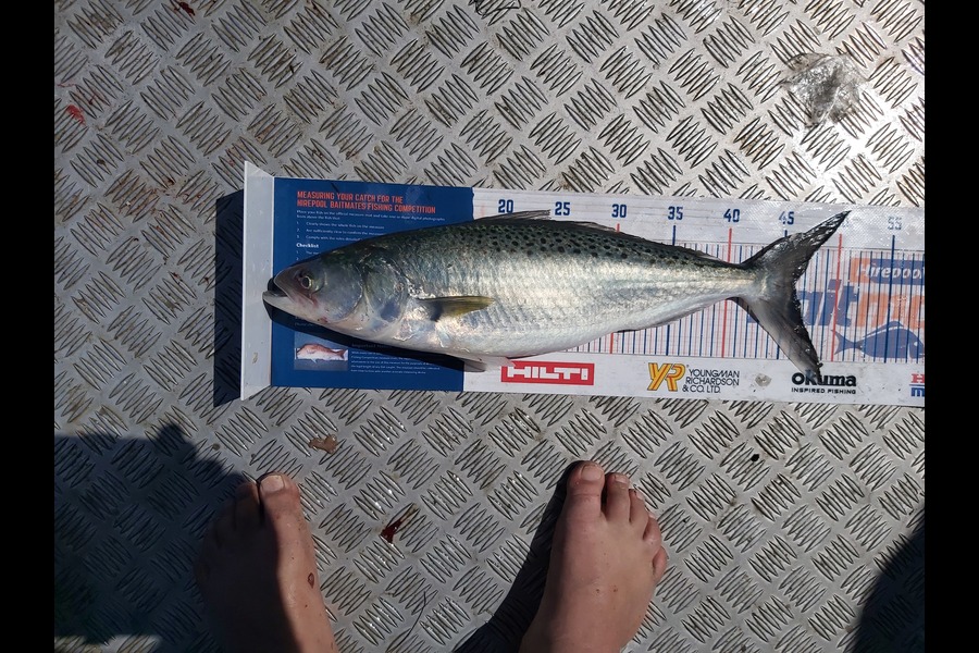 Laurence Papuni caught this 46cm Kahawai at Opotiki during The Export NZ Fishing Competition