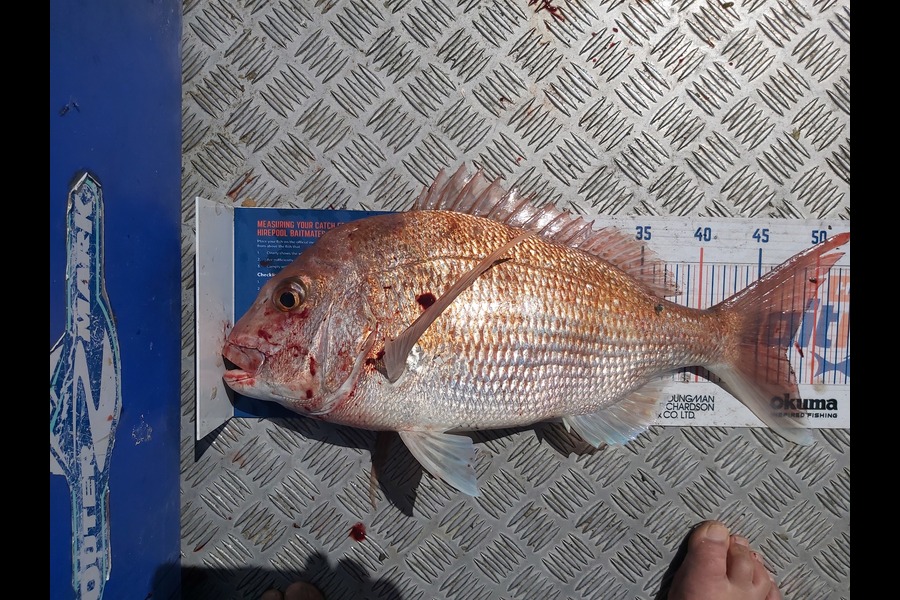 Laurence Papuni caught this 47.5cm Snapper at Opotiki during The Export NZ Fishing Competition