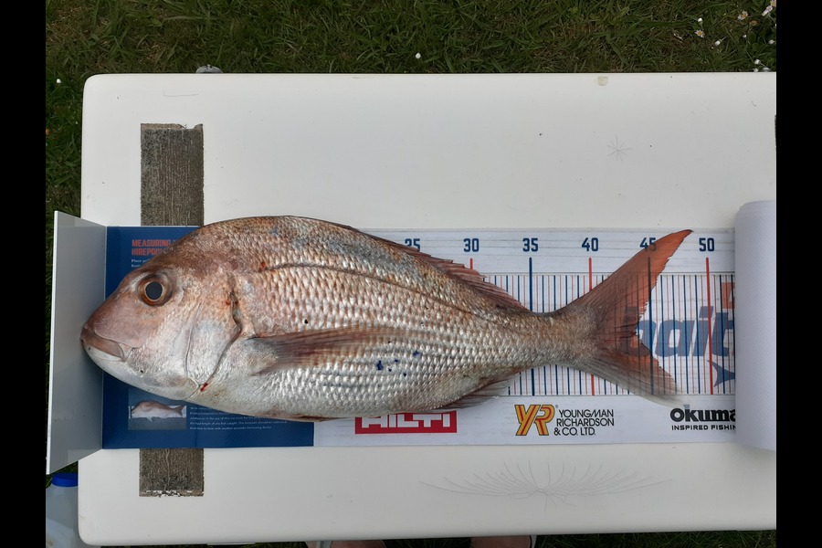 Mathew Goodall caught this 43.5cm Snapper at Firth of Thames during The Export NZ Fishing Competition