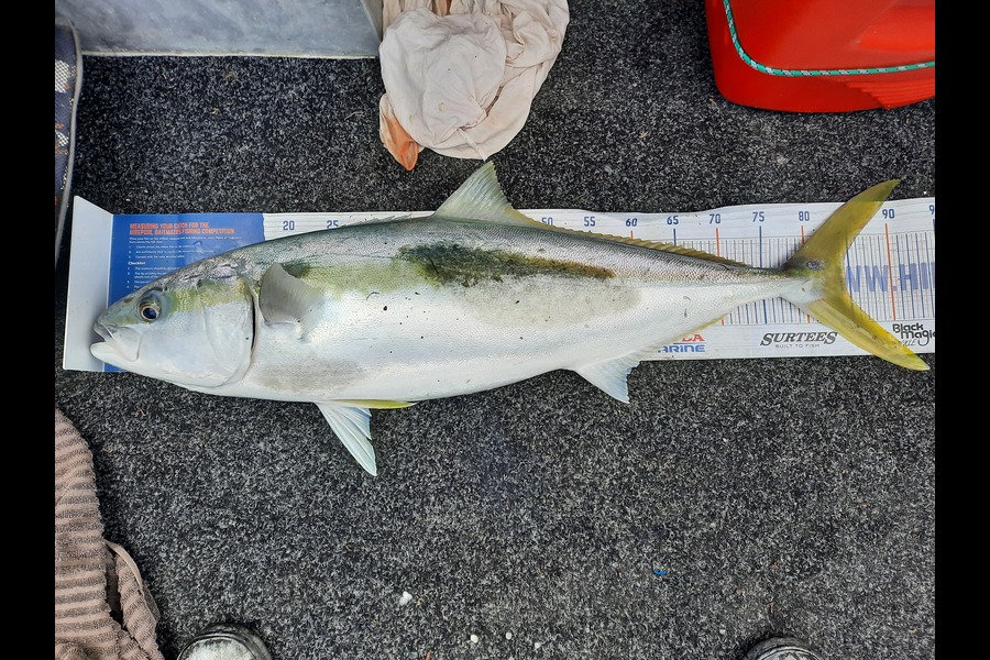 Morgan Keighley caught this 84.5cm Kingfish at Raglan during The Export NZ Fishing Competition