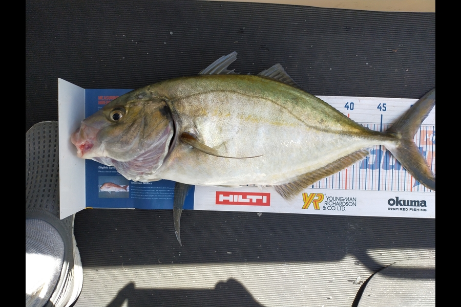 Mike Garton caught this 50.0cm Trevally at Little Barrier during The Export NZ Fishing Competition
