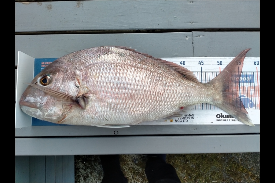 casey seerup caught this 54.0cm Snapper at Raglan during The Export NZ Fishing Competition