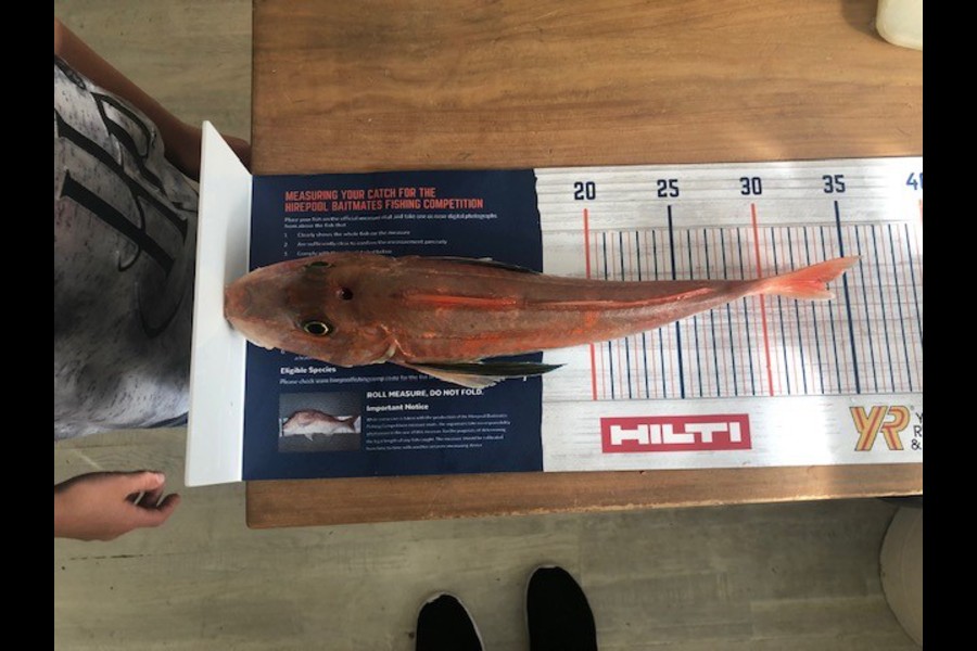 Dan Balasoglou caught this 33.5cm Gurnard at East coast bays during The Export NZ Fishing Competition