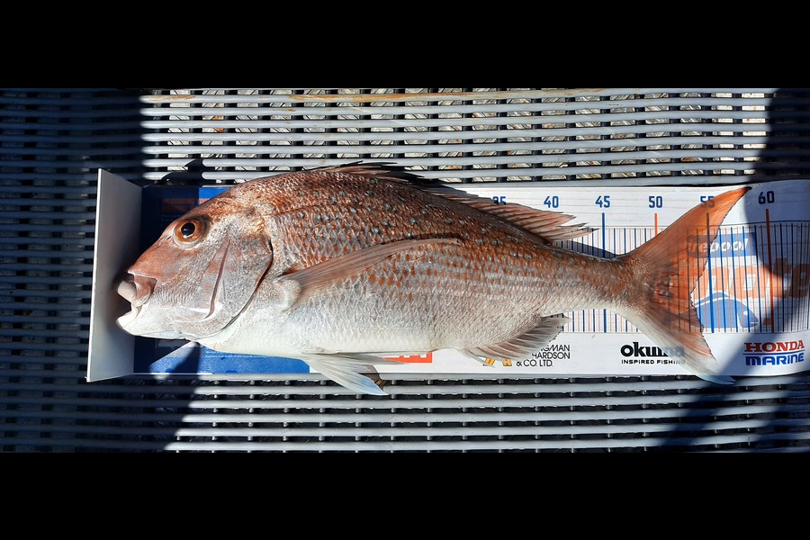 Mike Rivers caught this 53cm Snapper at Whakatane during The Export NZ Fishing Competition