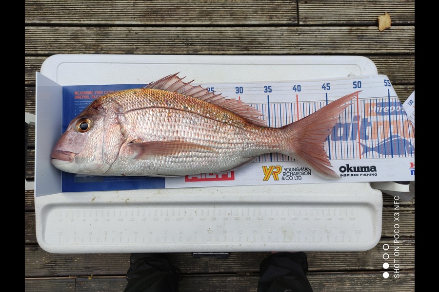 Rui Ganho caught this 44cm Snapper at Motuora Island during The Export NZ Fishing Competition