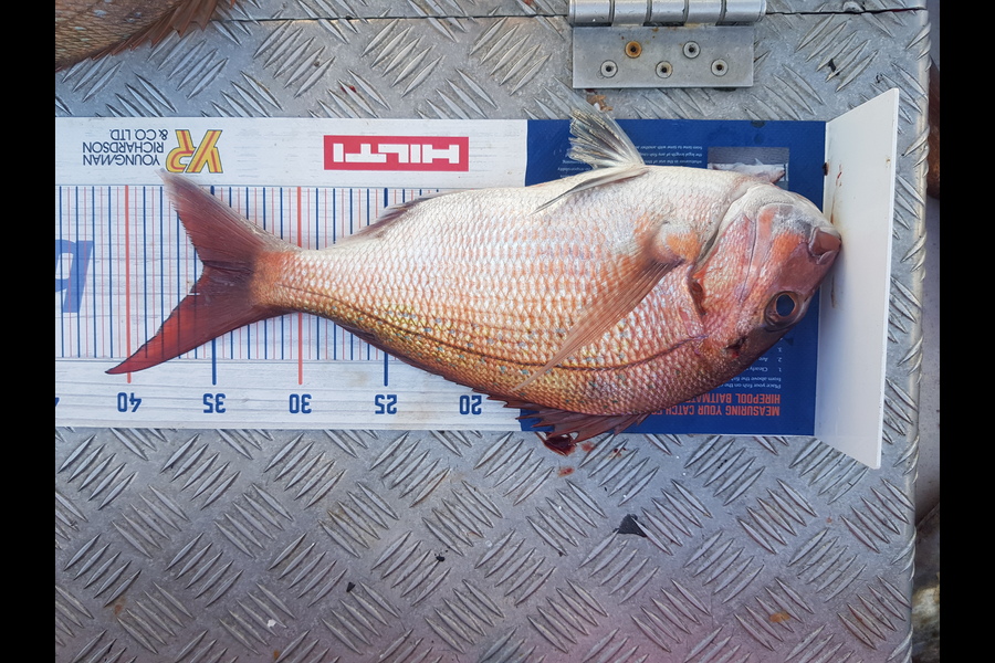 karl boielle caught this 35.5cm Snapper at Mayor during The Export NZ Fishing Competition