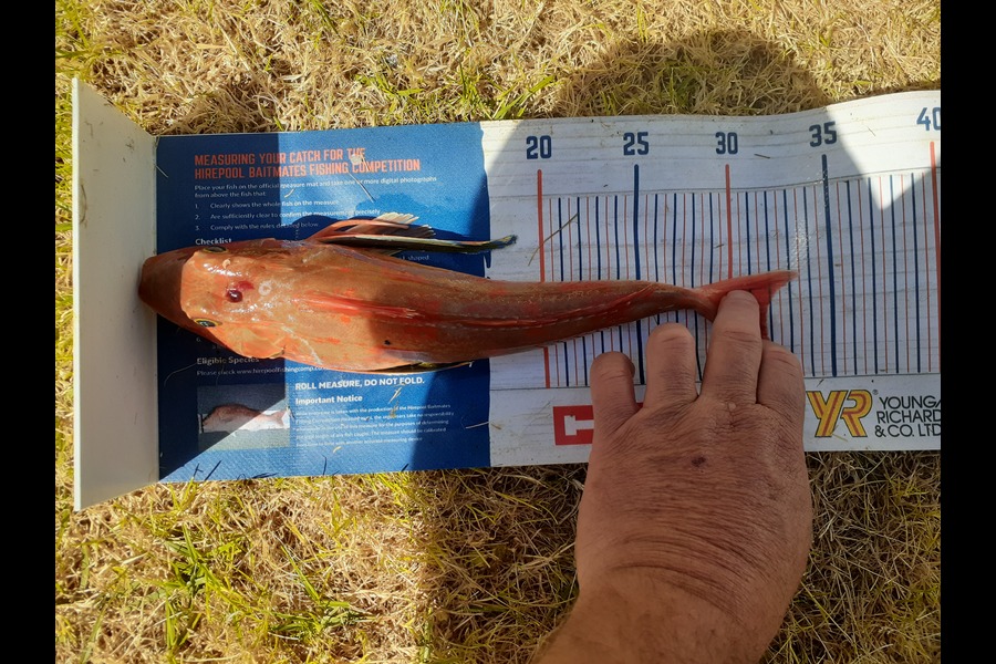 Merlin Sheffield caught this 31.5cm Gurnard at Matarangi during The Export NZ Fishing Competition