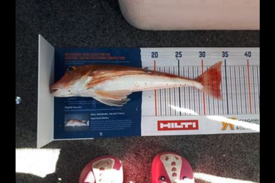 Ayla Gillespie caught this 33.5cm Gurnard at Okiwi Bay during The Export NZ Fishing Competition