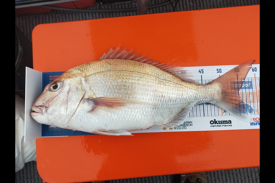Wayne Farrow caught this 54.5cm Snapper at Whakatane during The Export NZ Fishing Competition