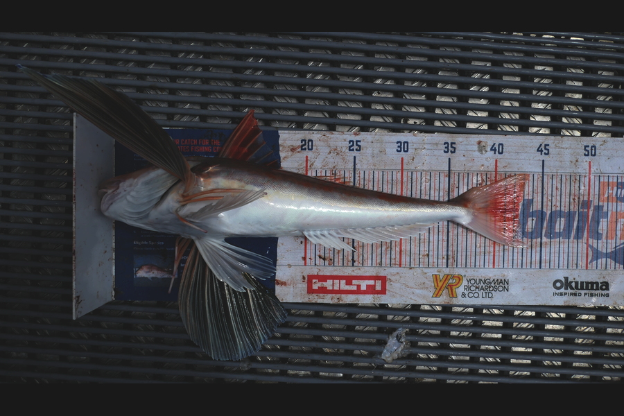 Jayden Emtage caught this 42.5cm Gurnard at Kaipara harbour during The Export NZ Fishing Competition