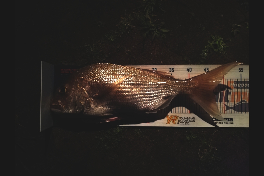 Dekorey Edwards caught this 46.5cm Snapper at Coromandel  during The Export NZ Fishing Competition