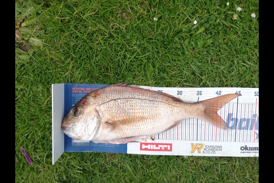 Dekorey Edwards caught this 40.0cm Snapper at Coromandel  during The Export NZ Fishing Competition