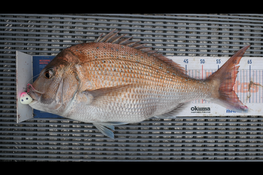 Jayden Emtage caught this 59.5cm Snapper at Kaipara harbour during The Export NZ Fishing Competition